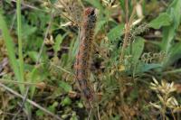 Lasiocampa trifolii