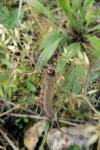 Lasiocampa trifolii