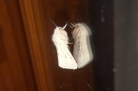 Spilosoma lubricipeda