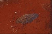 Idaea seriata