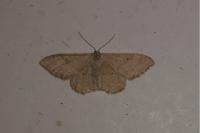 Idaea aversata