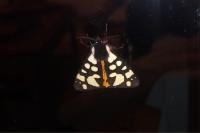 Arctia villica