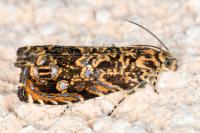 Enarmonia formosana
