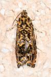 Enarmonia formosana
