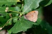 Maniola jurtina