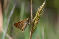 Thymelicus sylvestris