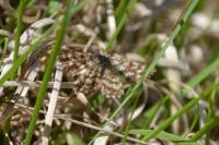 Ematurga atomaria