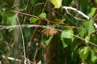 Ematurga atomaria