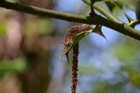 Malacosoma neustria