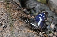 Apatura iris