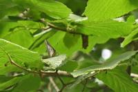 Quercusia quercus