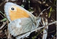 Coenonympha pamphilus