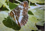 Limenitis camilla