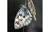 Melanargia galathea