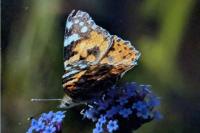 Vanessa cardui