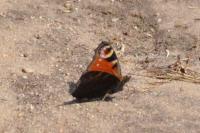 Aglais io