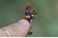 Apatura ilia