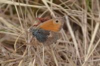 Coenonympha pamphilus