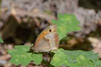 Maniola jurtina