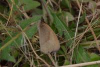 Maniola jurtina