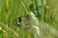 Melanargia galathea