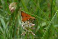 Thymelicus sylvestris
