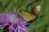 Thymelicus sylvestris