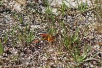Lythria cruentaria