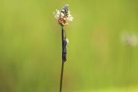 Spiris striata