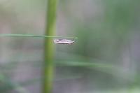 Crambus pascuella