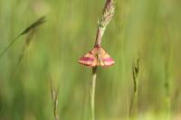 Lythria cruentaria