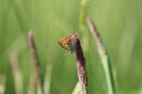 Lycaena tityrus