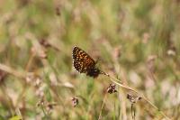 Melitaea athalia