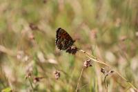 Melitaea athalia