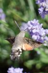Macroglossum stellatarum