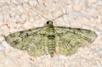 Pasiphila rectangulata