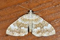 Perizoma flavofasciata