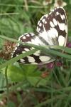 Melanargia galathea