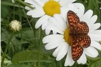 Melitaea athalia