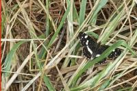 Araschnia levana