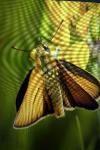 Thymelicus lineola