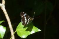 Limenitis camilla