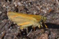 Thymelicus sylvestris