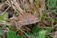 Pyrausta despicata