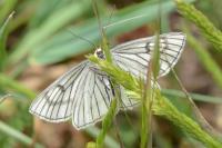 Siona lineata