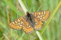 Euphydryas aurinia