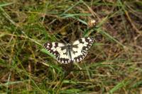 Melanargia galathea