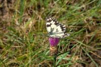 Melanargia galathea