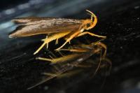 Eurodachtha pallicornella