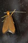 Eurodachtha pallicornella